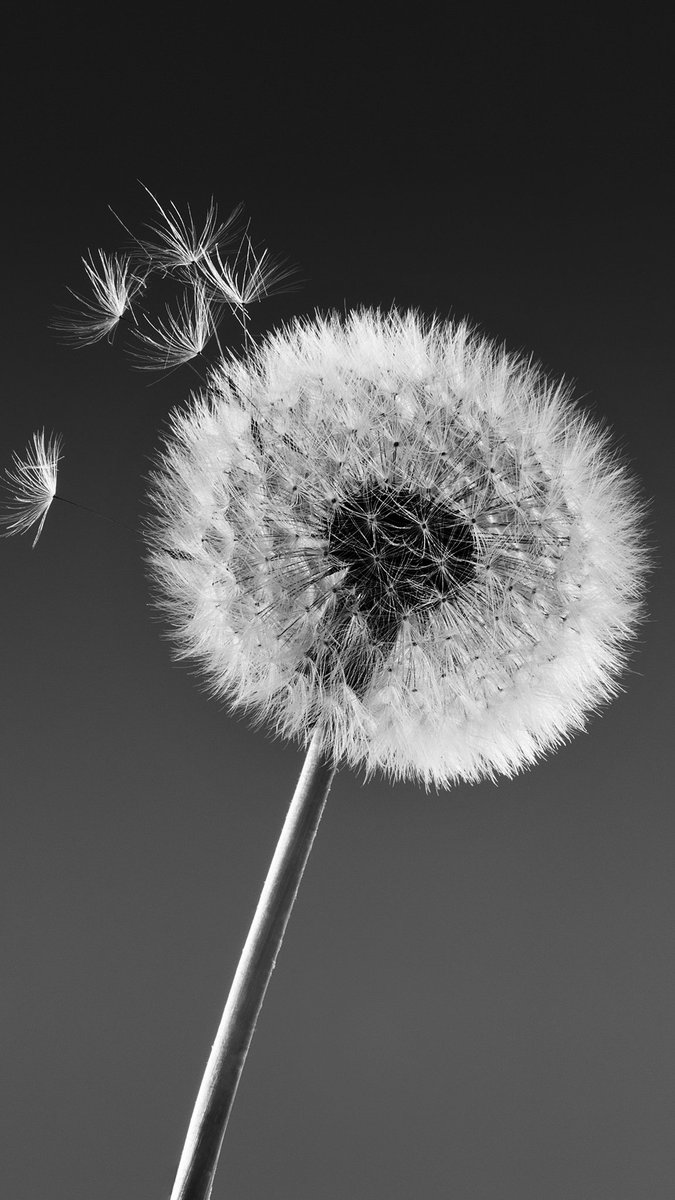 oreolacta's tweet image. Make a wish
 maybe it will come true. 🪶