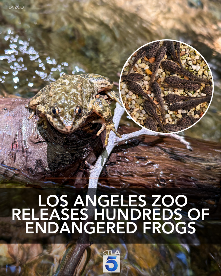 The Los Angeles Zoo released more than 600 endangered southern mountain yellow-legged frogs into the wild as part of a long-running recovery effort. ktla.com/news/californi…