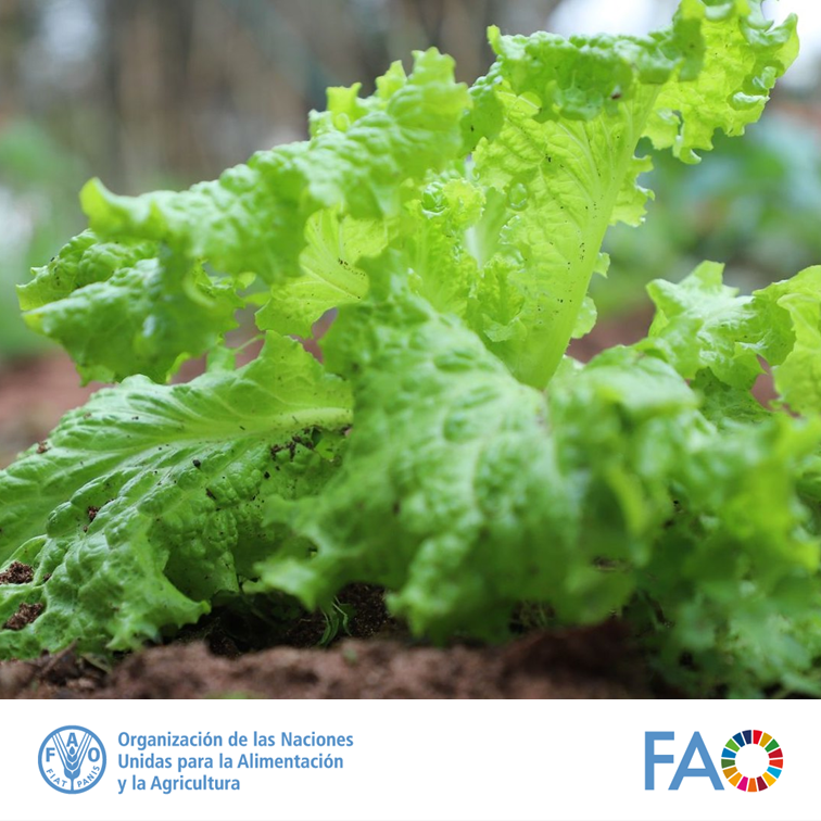 📌La innovación en la #AgriculturaFamiliar está presente en todas las dimensiones del ciclo de producción a lo largo de toda la cadena de valor, desde la producción agrícola, forestal, pesquera o pecuaria a la gestión de los insumos y los recursos.

Más
👉fao.org/family-farming…