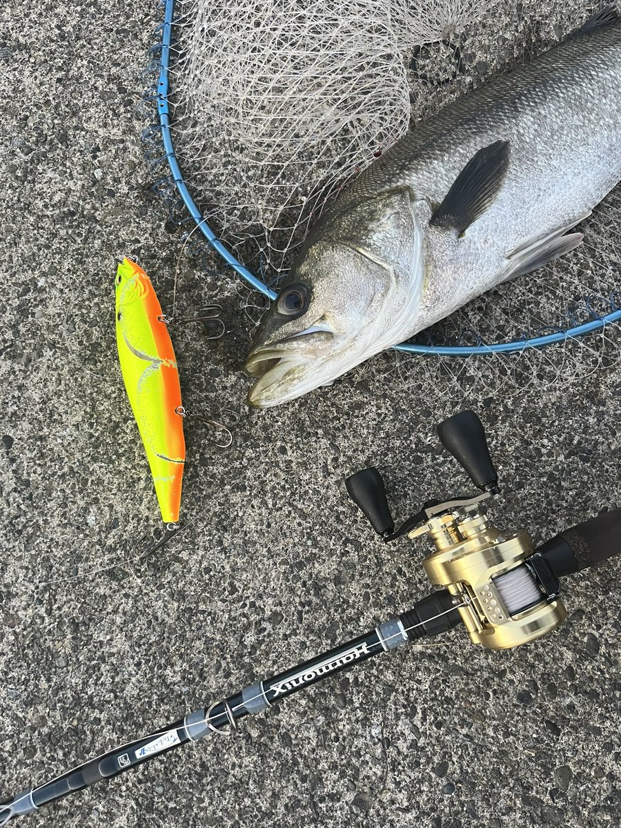 やっぱトップは最高やな😋
#MEGADOG
#湘南シーバス