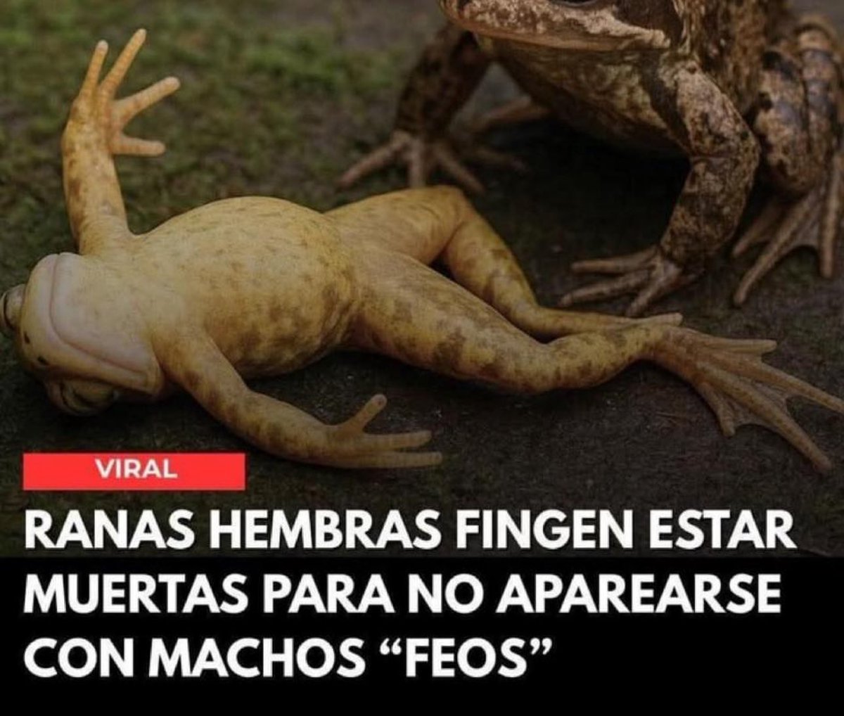 El gosteo en su máxima expresión.