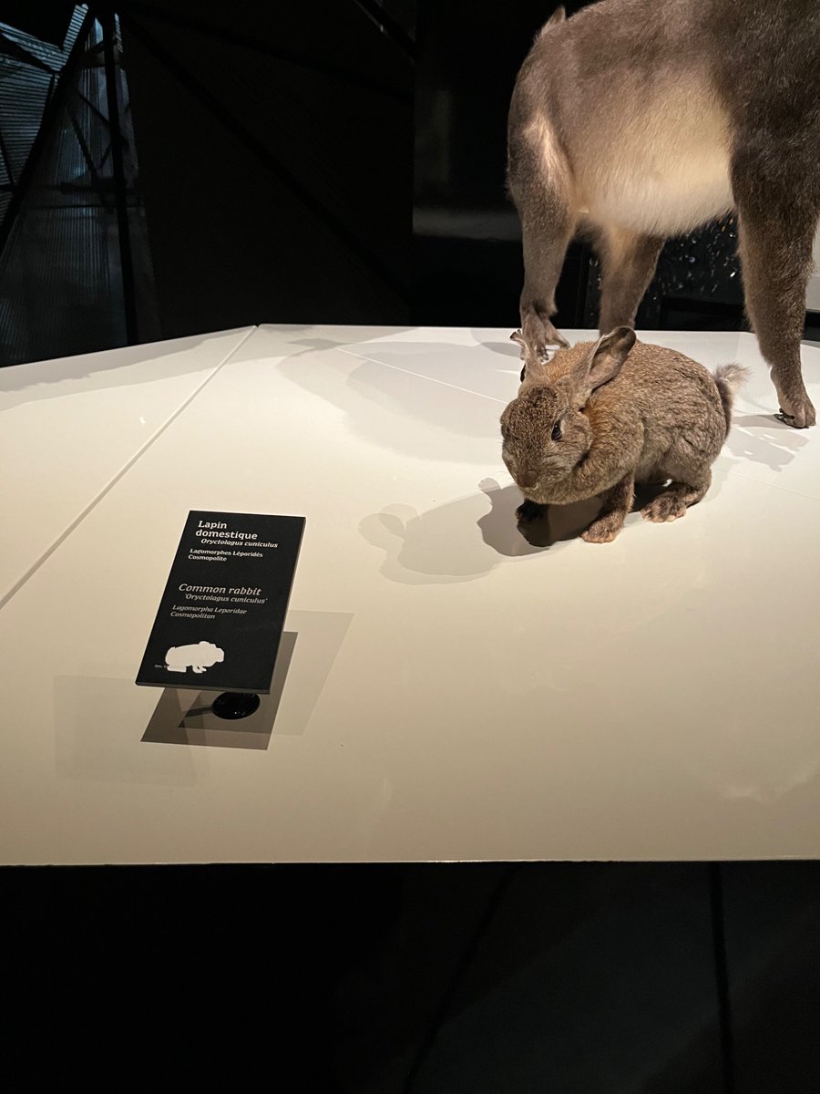 The rabbit is cosmopolitan - a citizen of the world