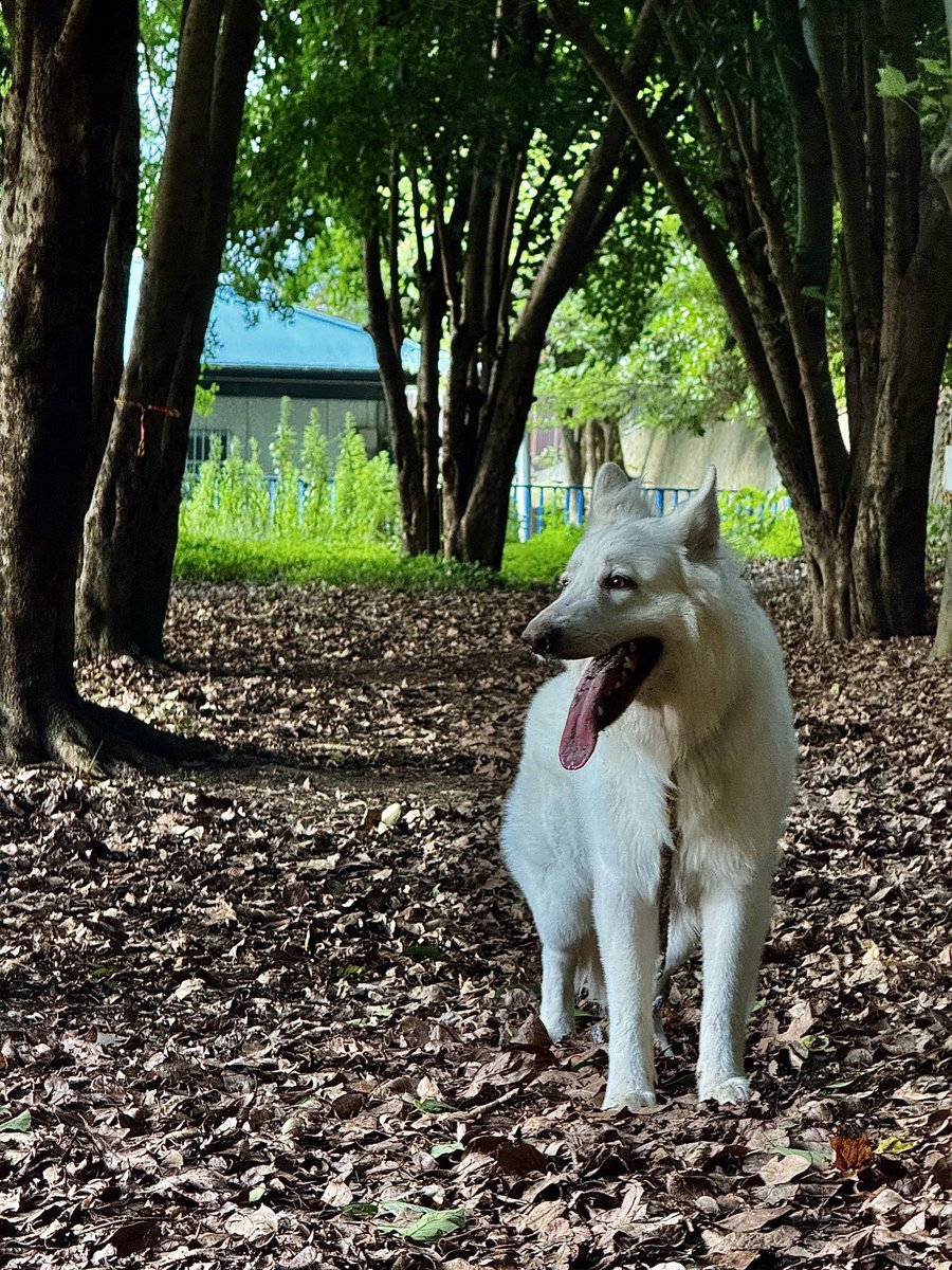 おはようわんこ
