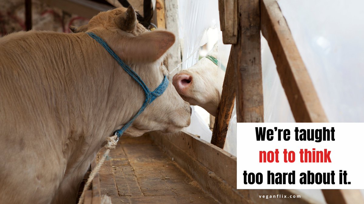 They count on on us not thinking too hard about how much animals love, fear, and grieve. That’s how the system survives. 

#AnimalJustice #Vegan #AnimalRights #AnimalLover  #MakeTheConnection #CompassionIsResistance