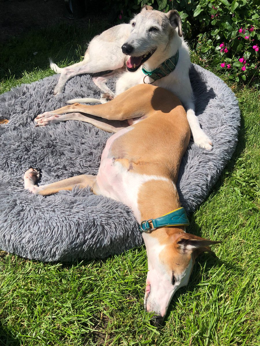 Please share 🌞😎
With the very warm temperatures forecast for the next few days. Don't walk your dogs in the heat. Go early in the morning or late at night.  Keep them indoors if possible and provide plenty of fresh water. And please do not leave them in the car.