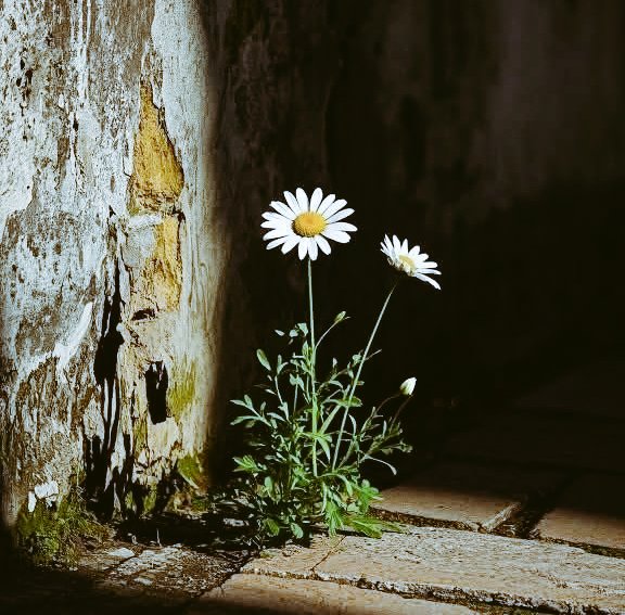 Ben hiçbir papatyanın yaprağına  kıyamadım severse yüreğim'de  sevmezse uzağımda olur dedim..