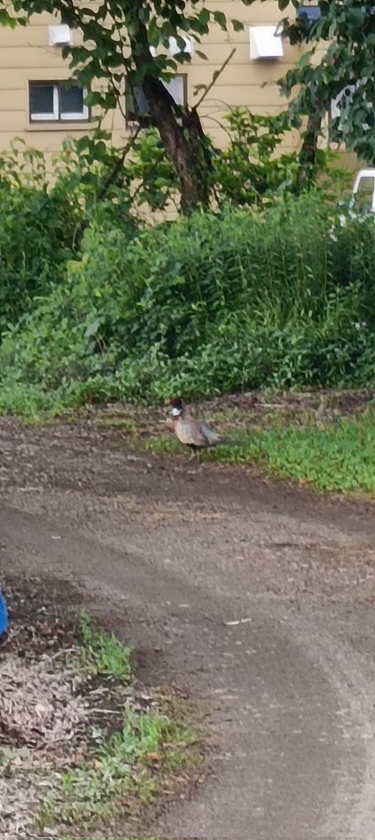 今時期は半分農家として稼働中！
からの野生のキジ。
嫁の実家の敷地内を普通に歩いてます笑