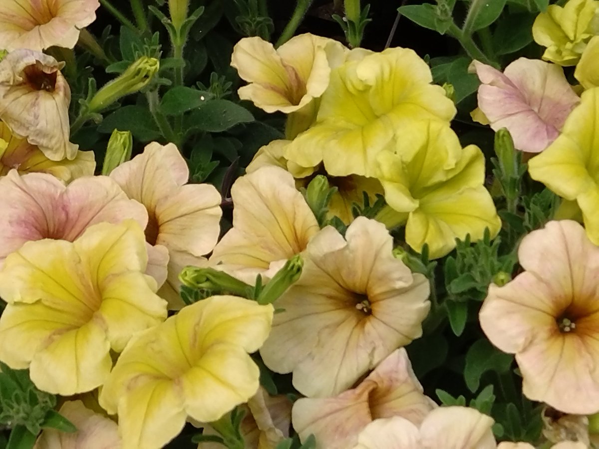 TQWiIBJQfiwsbHk's tweet image. おはようございます。
今日は晴れ☀て穏やかな陽気になりそうです。お洗濯、お布団干しもオススメです。昼間は厳しい暑さになりそうです。熱中症対策及び紫外線対策をシッカリと行ってください。
写真は左がペチュニア キュルンレイシャドウ。右が、ゆずフラッペです。