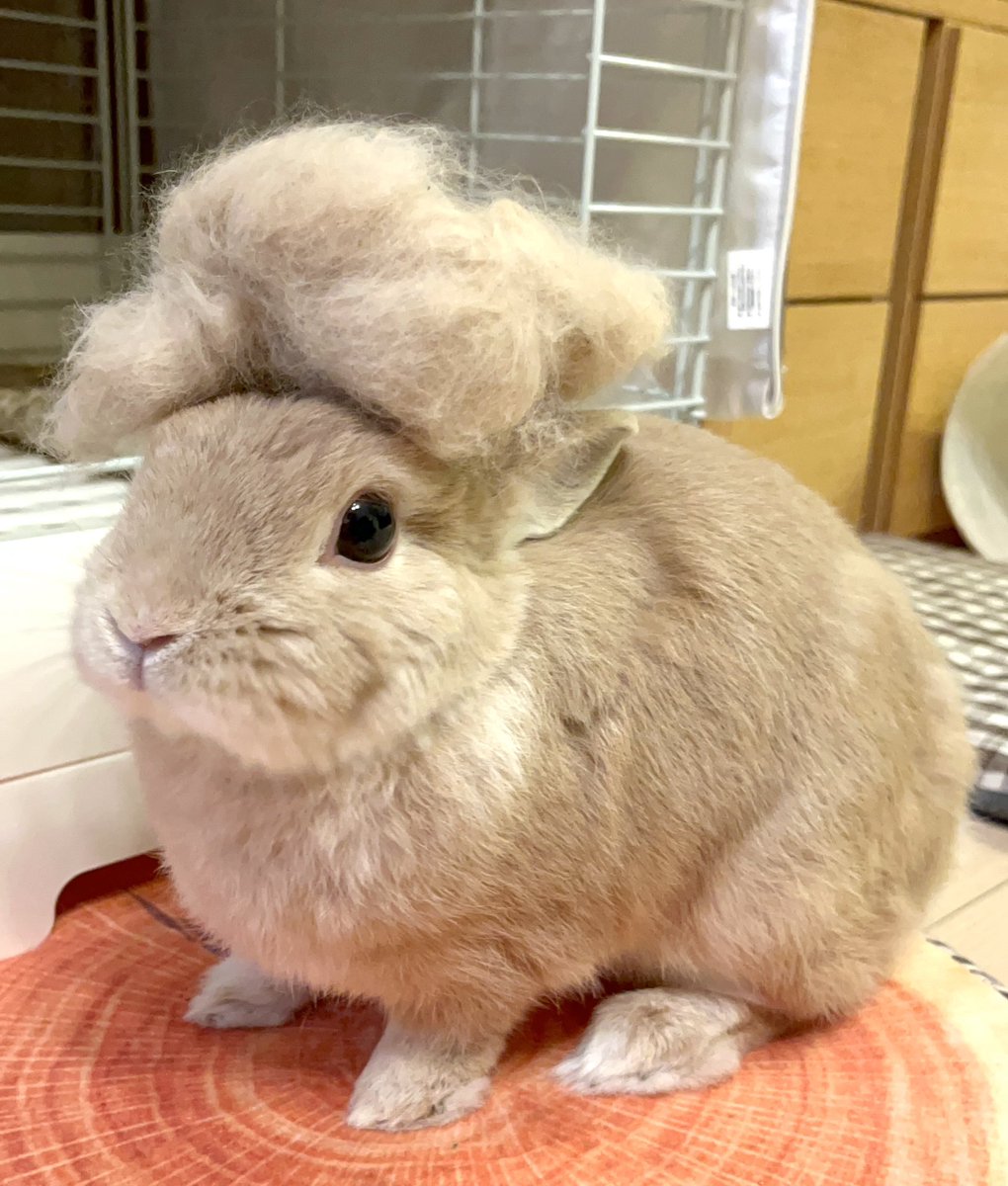 mimimi33chan's tweet image. サザエさん風