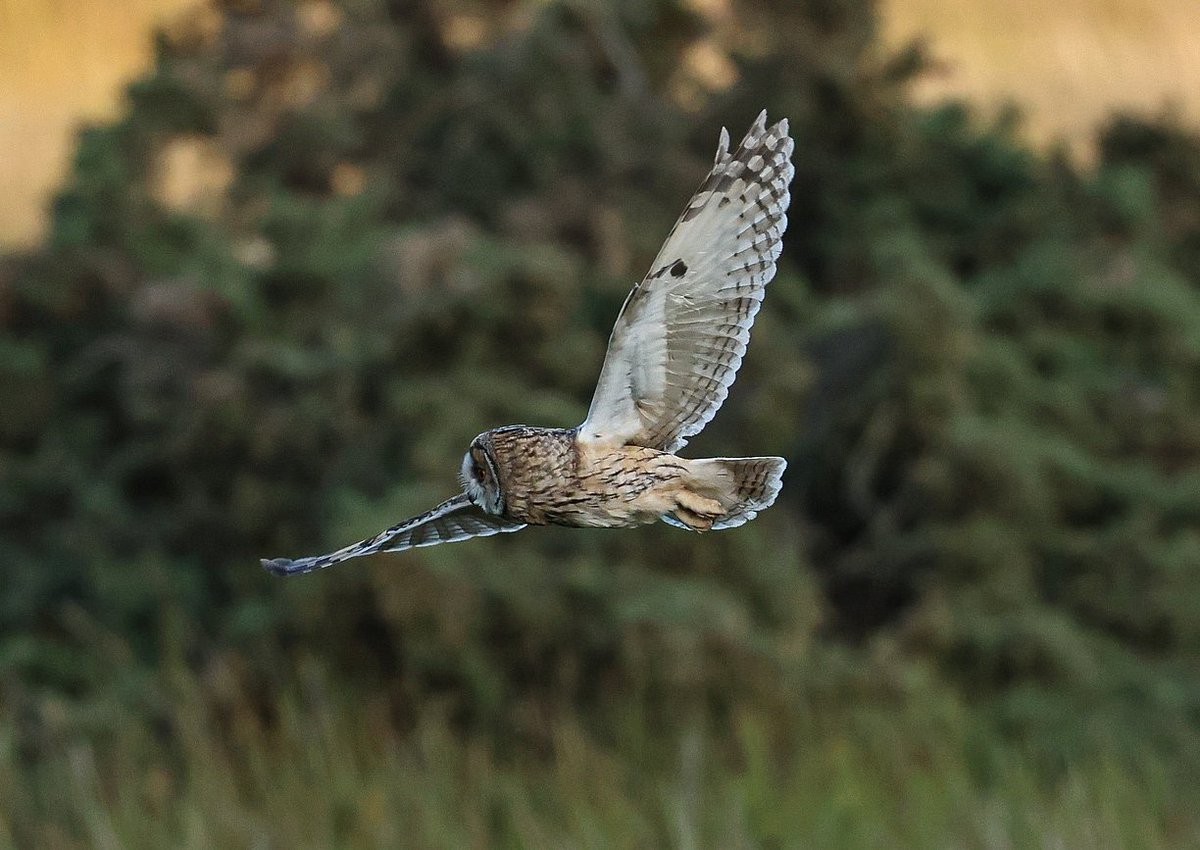 Local Long-eared Owl hunting early tonight 😀