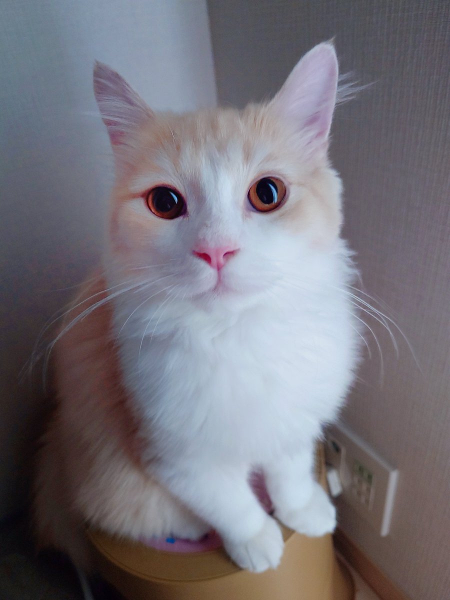 ✨若様の透明感✨
#土アップ祭 #猫のいる暮らし𓏲𓎨   #ラガマフィン #透明感猫