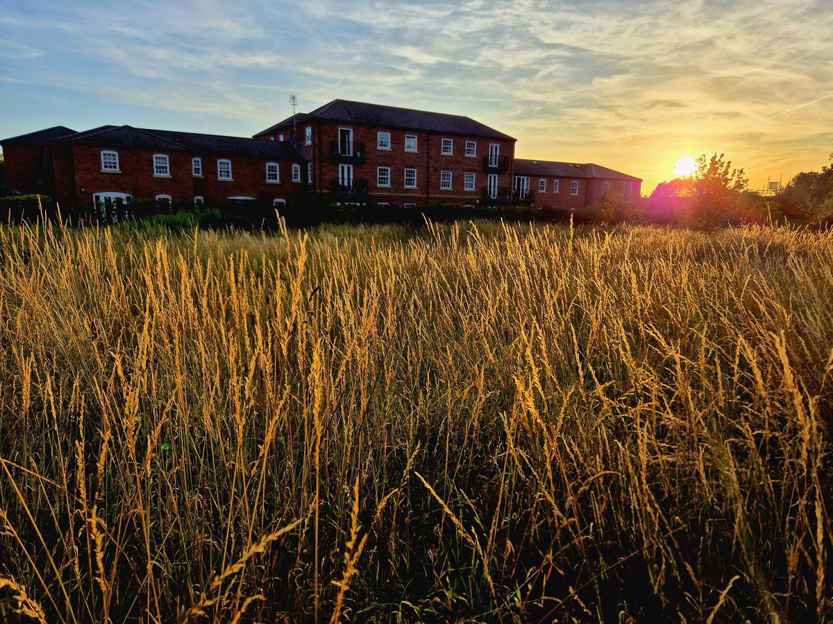Fields of Black Country gold. Turnberry estate, #Bloxwich 10th July. #blackcountry