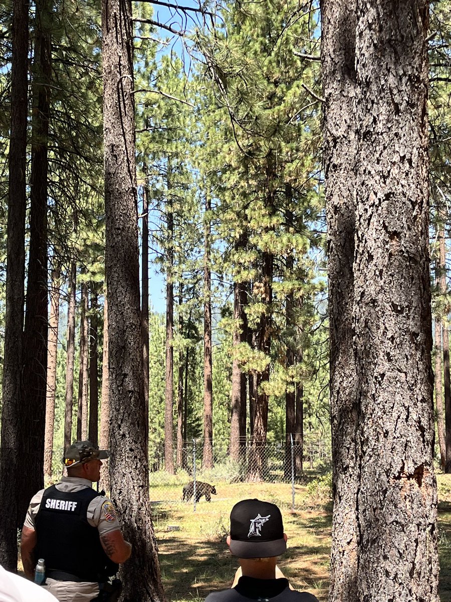 _DanMatthews_'s tweet image. Among those catching a glimpse of the Kelces at the @ACChampionship : a bear