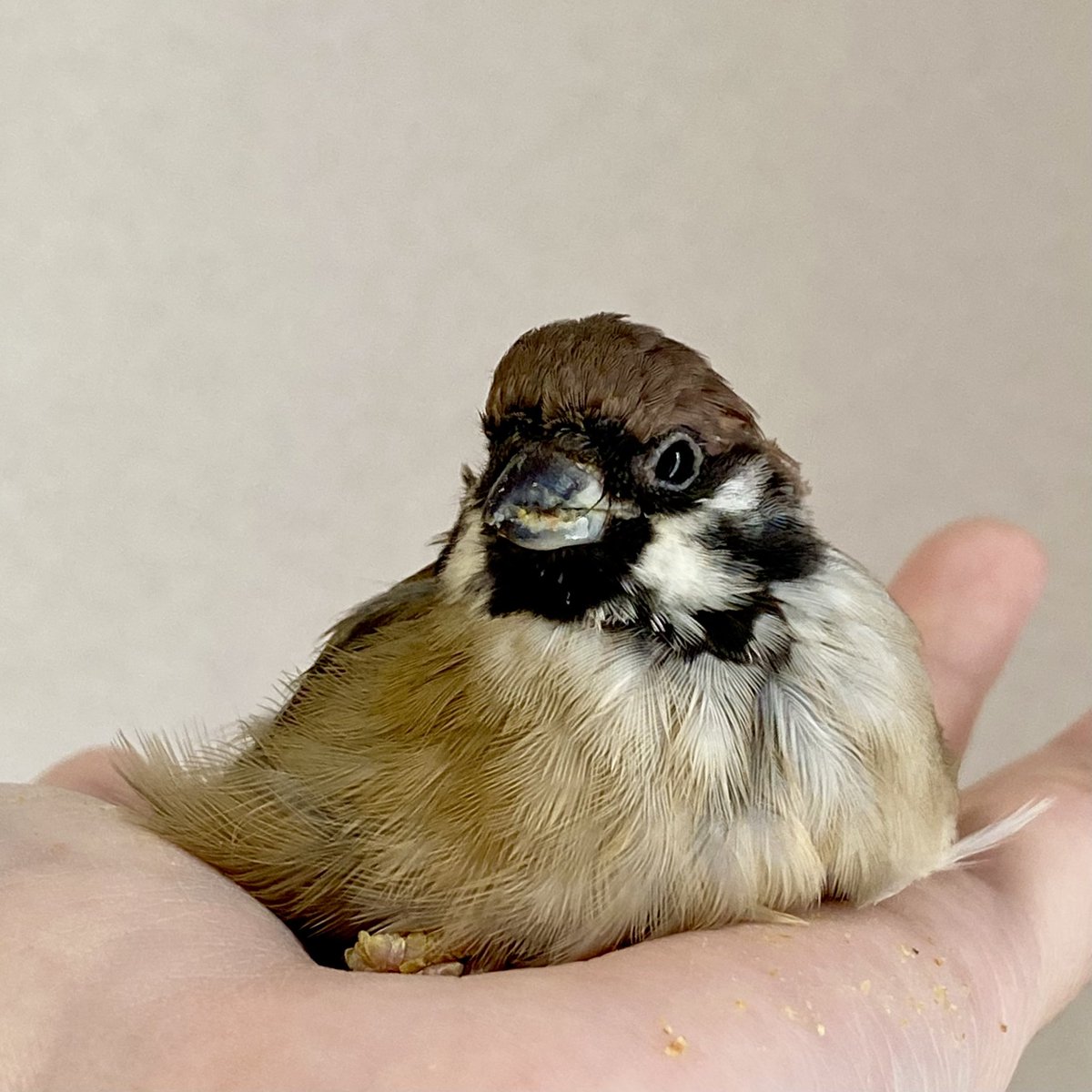 親鳥に捨てられて、両脚悪くて、まともに飛べないけど、それでも毎日一生懸命生きてくれている本当に愛おしくて大切な子。
