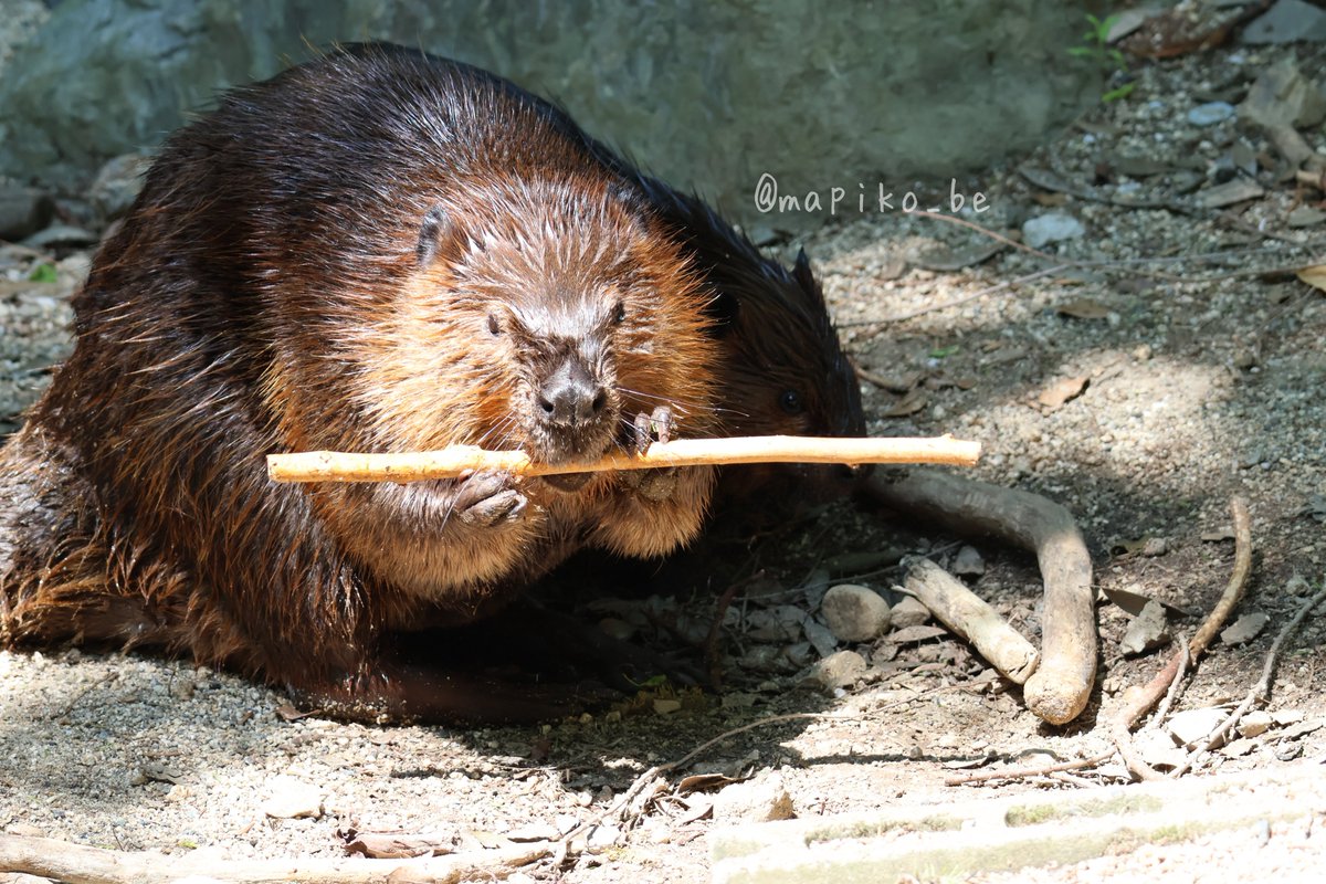 のいちではごぼう（っぽい木）が人気

#のいち動物公園