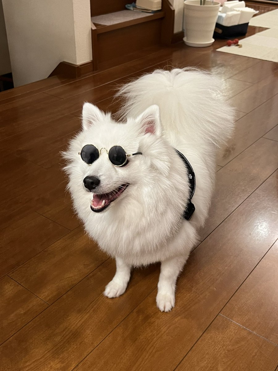 onooo_taro's tweet photo. 🕶️ https://t.co/Clrvrw5ocz