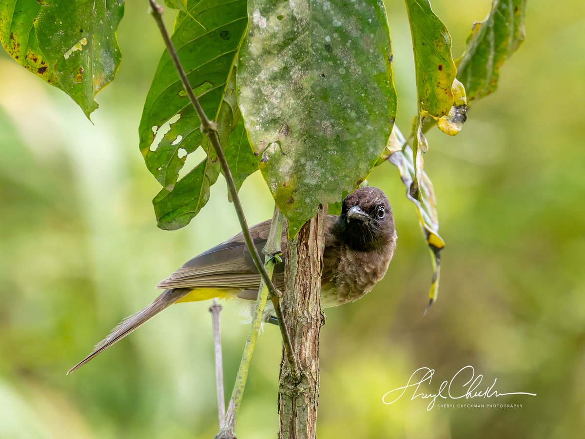 DiveArtist's tweet image. The common Bulbul. We saw this bird every day of our trip…bingo! It’s common in Uganda but was a #lifer for me!
#commonbulbul #ugandabirds #ugandabirding #africawildlifephotography