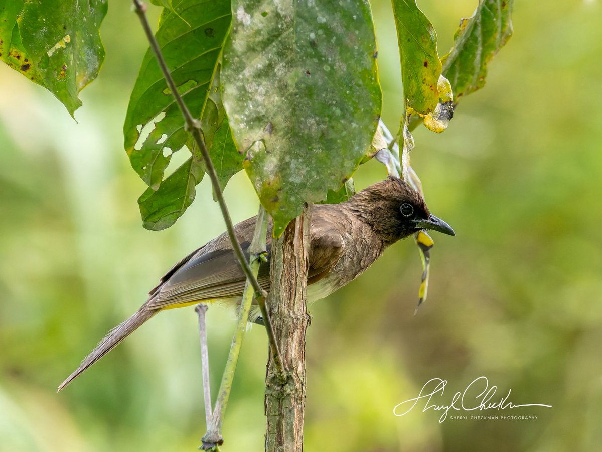 DiveArtist's tweet image. The common Bulbul. We saw this bird every day of our trip…bingo! It’s common in Uganda but was a #lifer for me!
#commonbulbul #ugandabirds #ugandabirding #africawildlifephotography