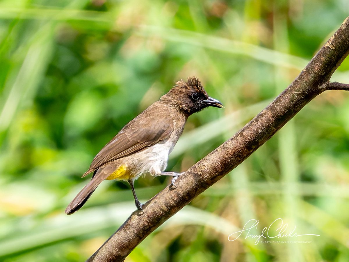 DiveArtist's tweet image. The common Bulbul. We saw this bird every day of our trip…bingo! It’s common in Uganda but was a #lifer for me!
#commonbulbul #ugandabirds #ugandabirding #africawildlifephotography