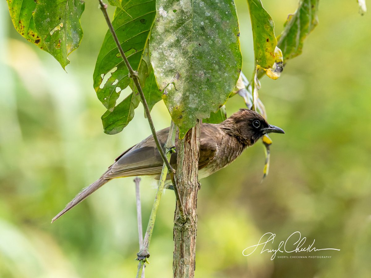 DiveArtist's tweet image. The common Bulbul. We saw this bird every day of our trip…bingo! It’s common in Uganda but was a #lifer for me!
#commonbulbul #ugandabirds #ugandabirding #africawildlifephotography