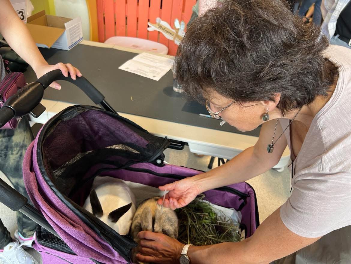 RabbitatsRescue's tweet image. Dr. Veronica vaccinated 147 rabbits against rabbit hemorrhagic disease on Wednesday at @bunnycafe_van + on a Richmond vaccine road trip. Thanks to Dr. Veronica & to Chelsea & Deanna for organizing!
To join waitlist for our next vaccine clinic➡️rabbitats.org/vaccine