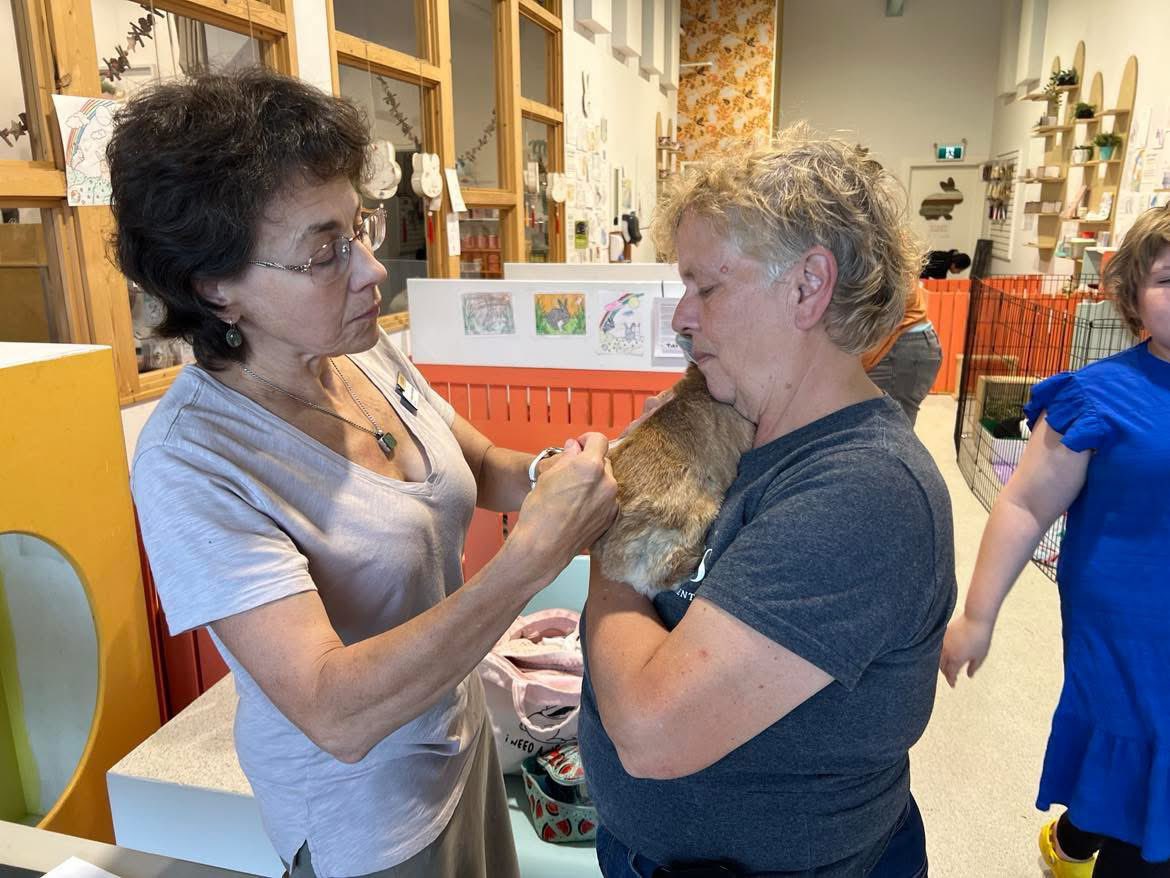 RabbitatsRescue's tweet image. Dr. Veronica vaccinated 147 rabbits against rabbit hemorrhagic disease on Wednesday at @bunnycafe_van + on a Richmond vaccine road trip. Thanks to Dr. Veronica & to Chelsea & Deanna for organizing!
To join waitlist for our next vaccine clinic➡️rabbitats.org/vaccine