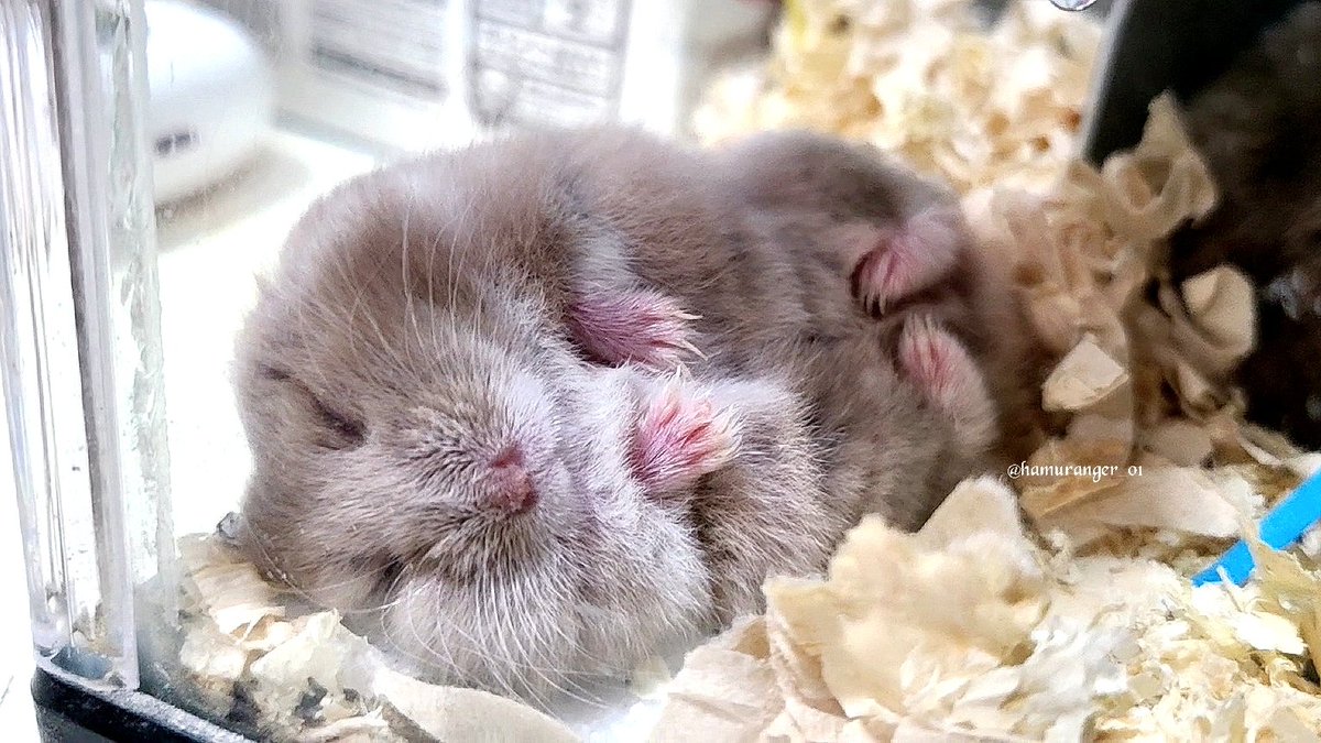 hamuranger_01's tweet image. 良い寝顔🐹💤

#キャンベルハムスター
#ハムスター