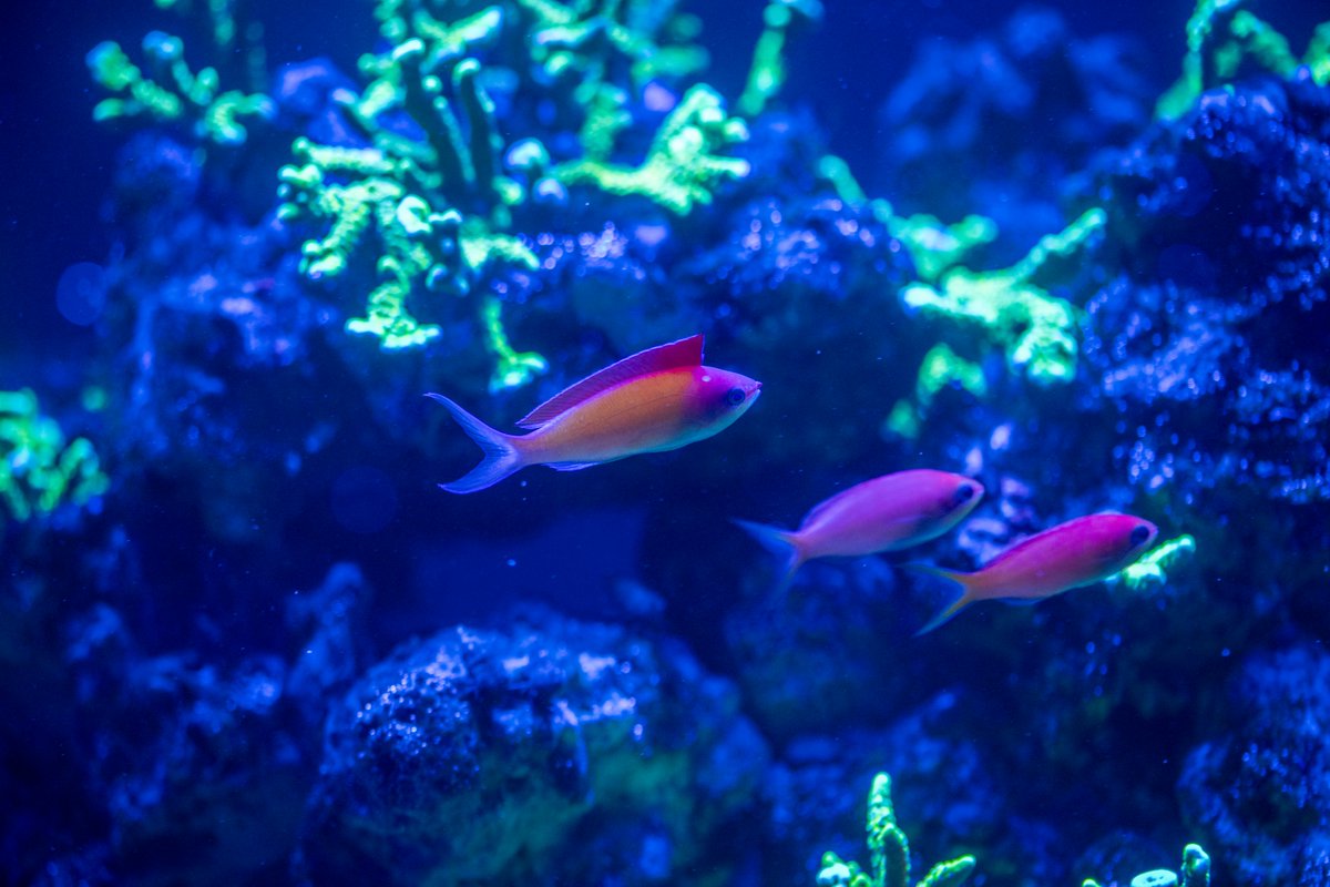 PtDefianceZoo's tweet image. Dive into our newest habitat, Coral Reef Up-Close! 🪸
Discover a vibrant underwater world where colorful coral gardens host a symphony of color and motion. Meet tiny but mighty reef caretakers like hermit crabs, snails, and more. This ever-changing ecosystem offers something new…