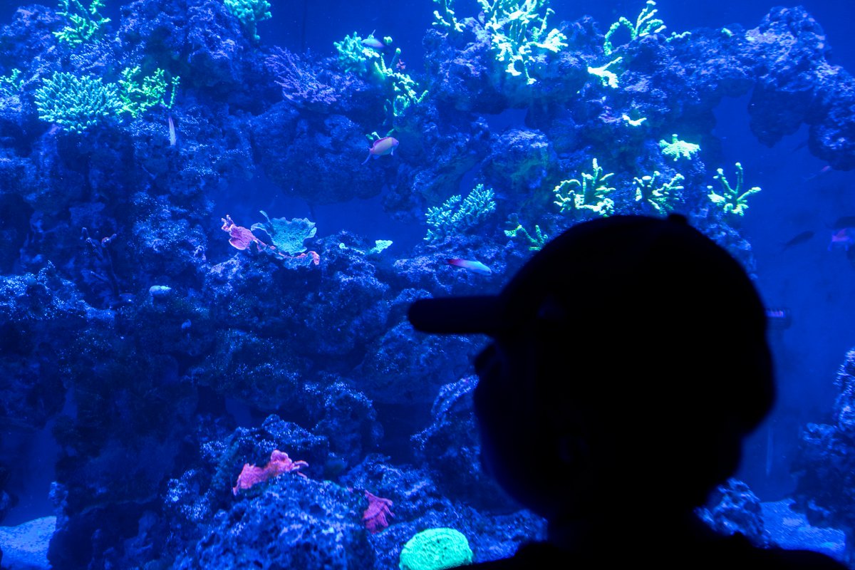 PtDefianceZoo's tweet image. Dive into our newest habitat, Coral Reef Up-Close! 🪸
Discover a vibrant underwater world where colorful coral gardens host a symphony of color and motion. Meet tiny but mighty reef caretakers like hermit crabs, snails, and more. This ever-changing ecosystem offers something new…