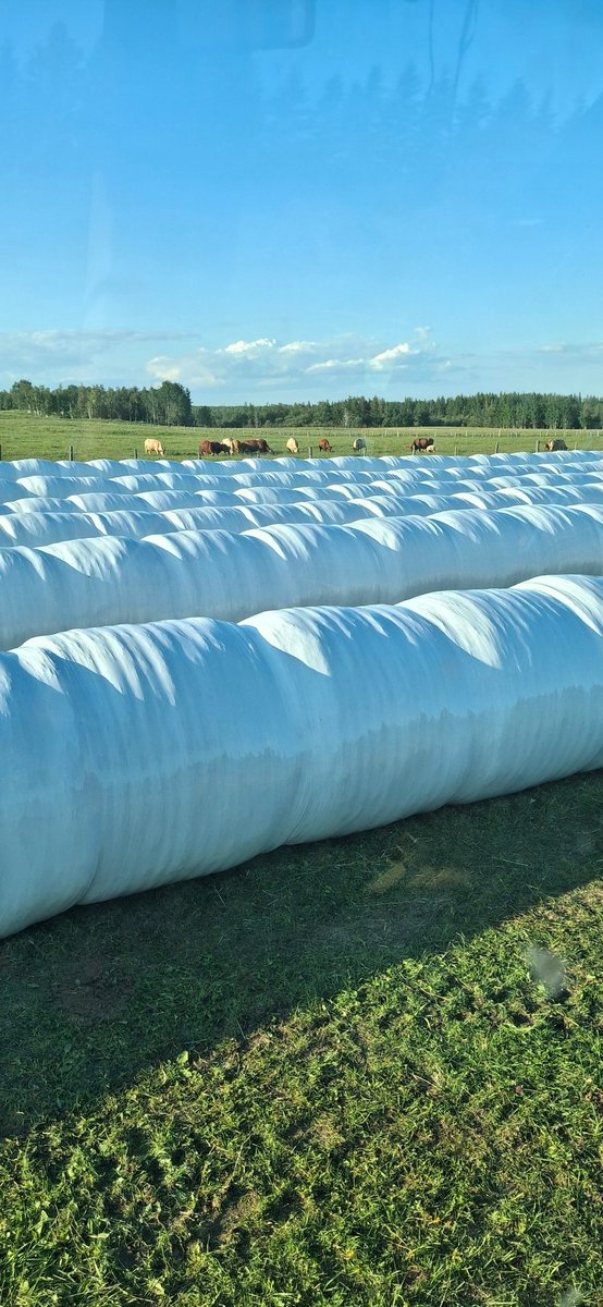 1166 bales wrapped up so far. It's a good start but it can stop raining anytime now.