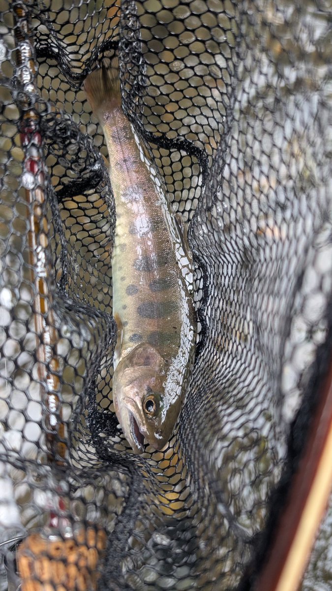potya_kei's tweet photo. 久々のネイティブトラウト‥
土日の桂川本流は混んでいるので、支流に避難‥
釣果はヤマメ‥３匹、ニジマス１匹
DURIZEも無事入魂完了！凄く良い🤣

#tailwalk
#DURIZE
#KEISON https://t.co/Z7TwdxiOvM