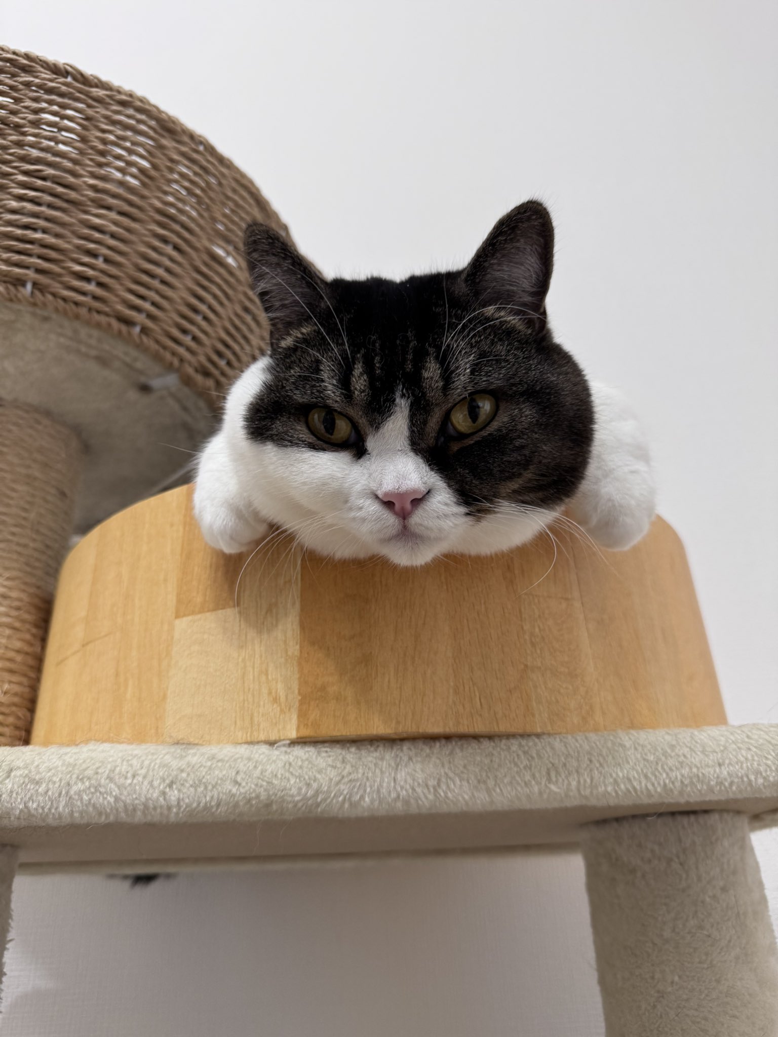 ネコおじ😼 on X: 