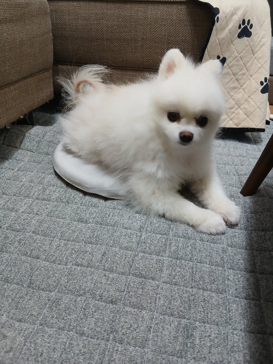 お久しぶりです🎵
座布団の使い方が上手なゆきちゃんです🐶💕✨