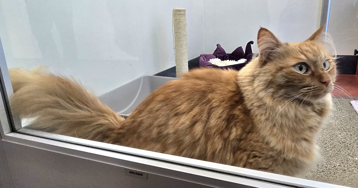 WinkProgress 🐈🐾😺 tweet media