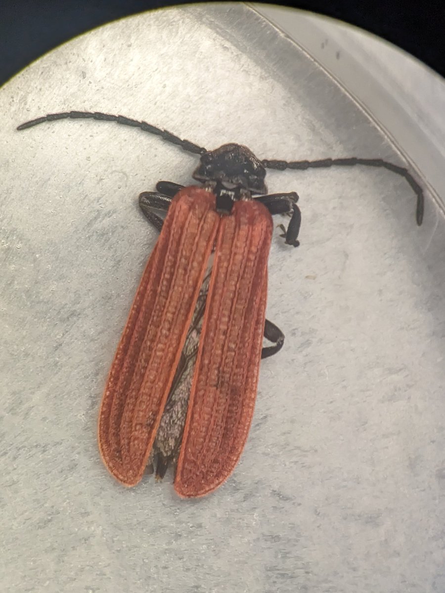 My first time finding Pyropterus nigroruber in Scotland, always a treat to see! From mixed birch/pine woodland margin full of wild raspberries 😊

#beetle #entomology #coleoptera
