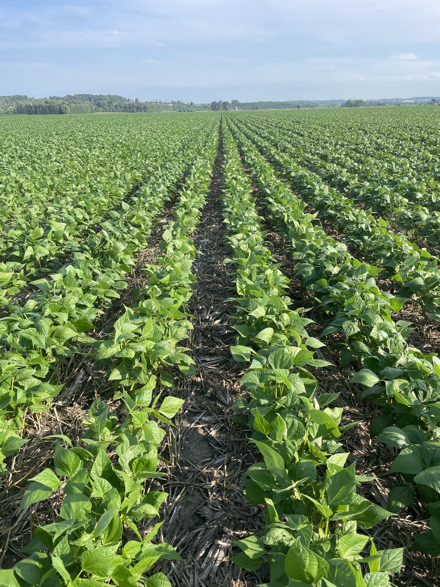 My no till black beans