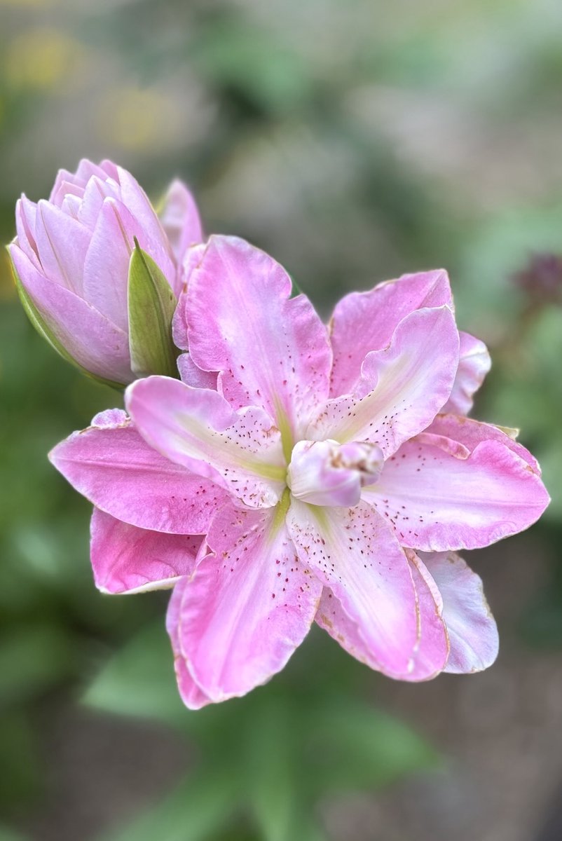 カサブランカ 特別版