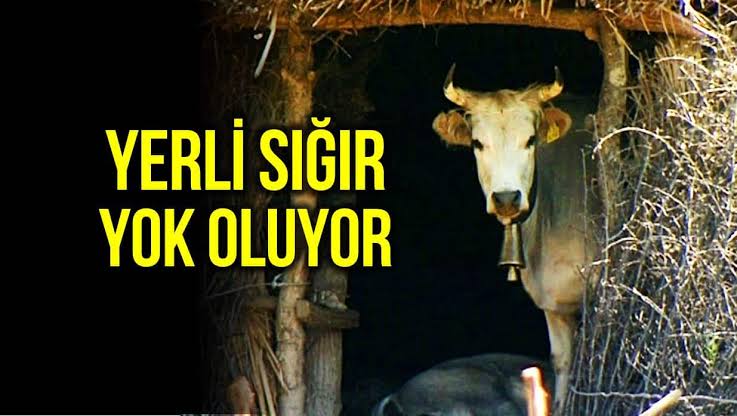 Oysa ülkede binlercesi var!! 
İlk beş ayda 674,4 milyon dolar tutarında 430 bin 774 adet sığır ithal edilmiş.
#KahkahayıSandıktaGör