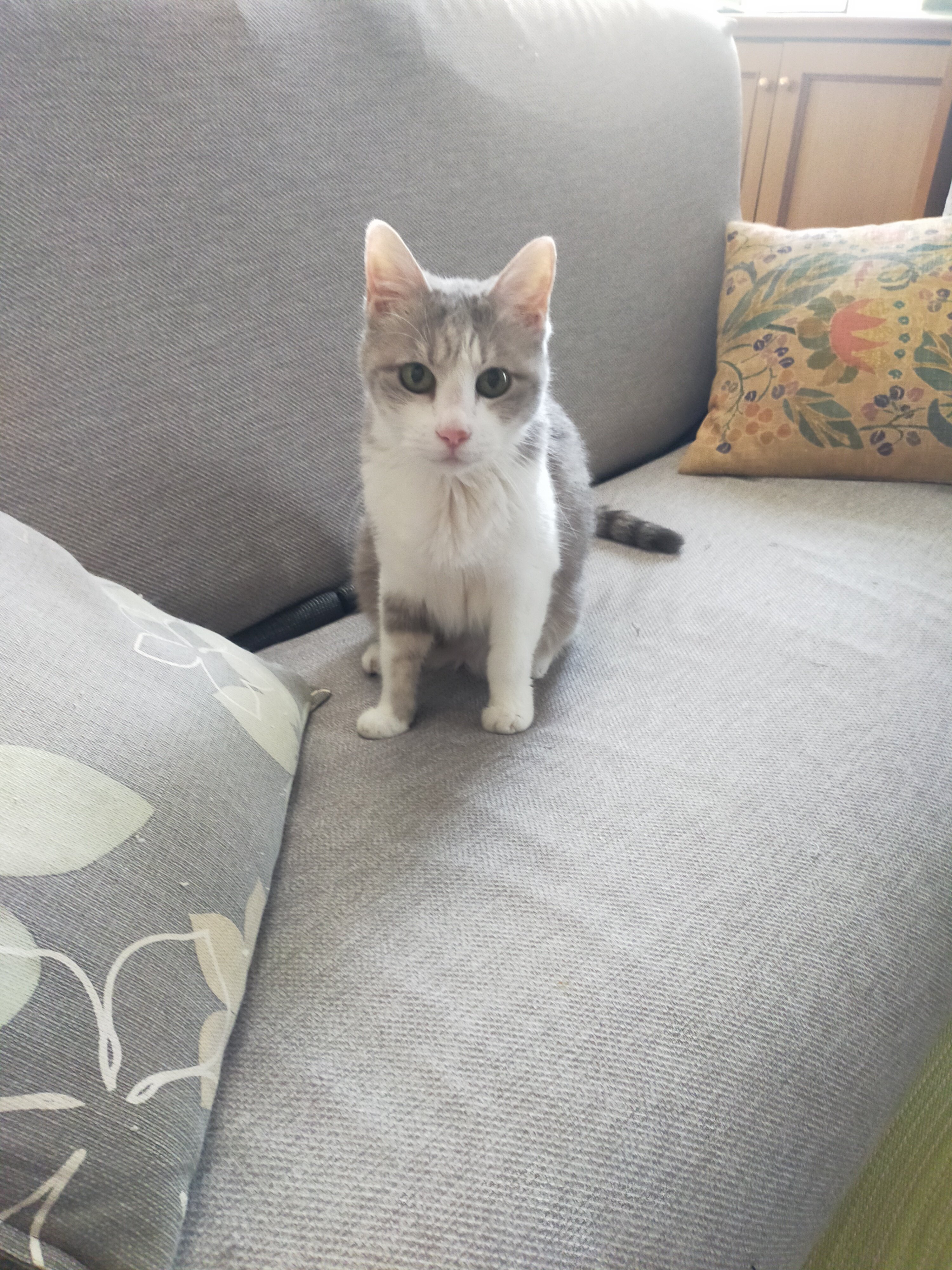 まさまさ(猫) on X: 