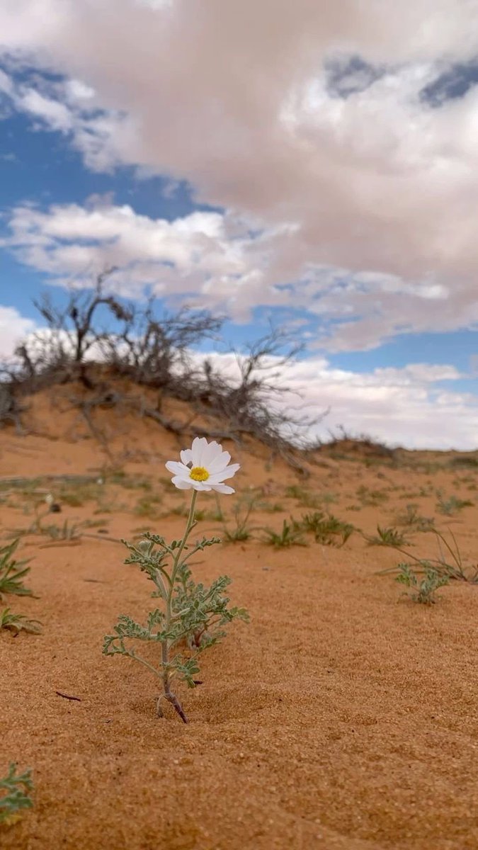 #الاشياء_البسيطه

 من قلب البساطة يَأتي الجمال المستثنى..✨