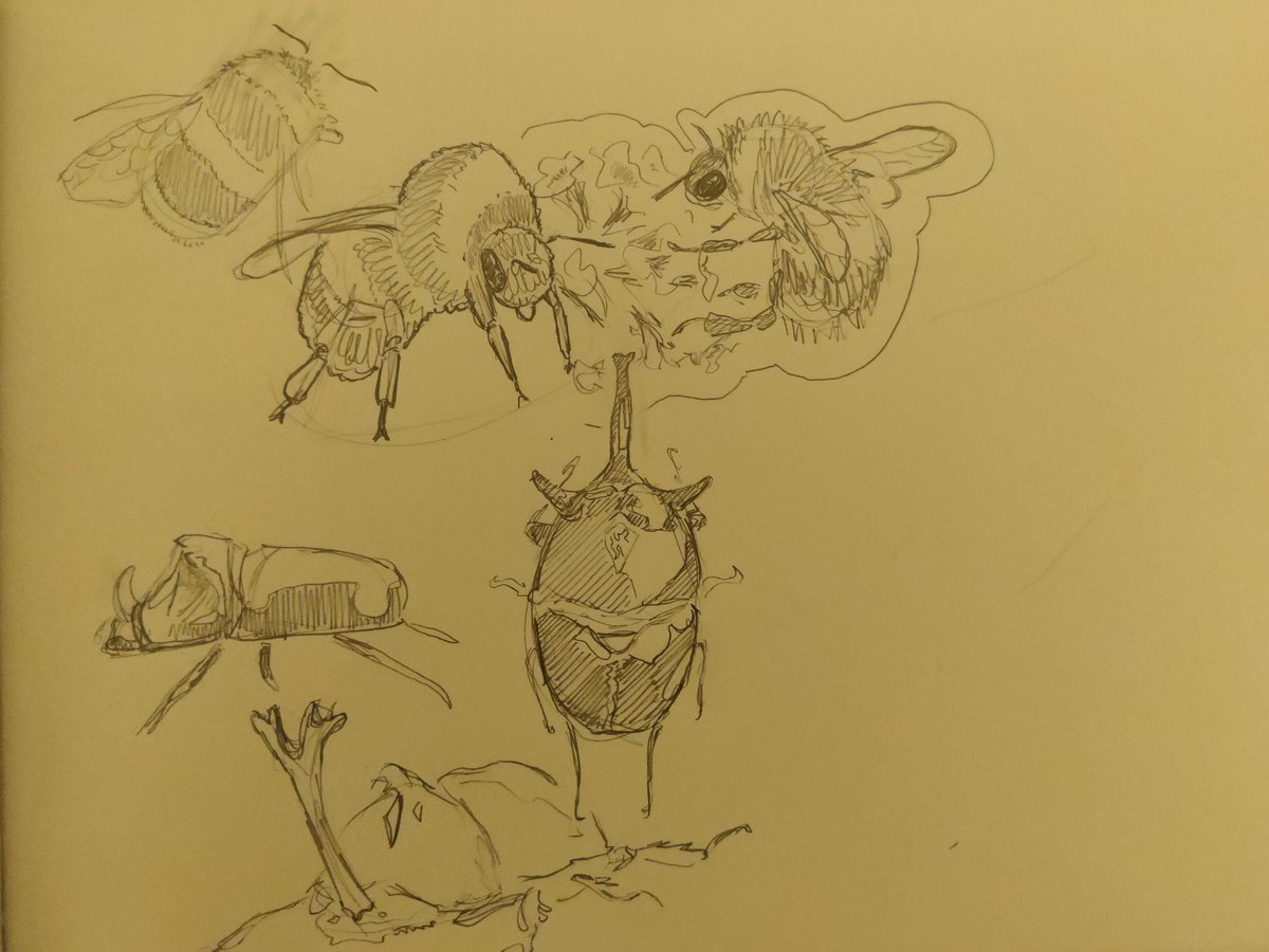 ThatOneVilzo's tweet image. beetles and bees