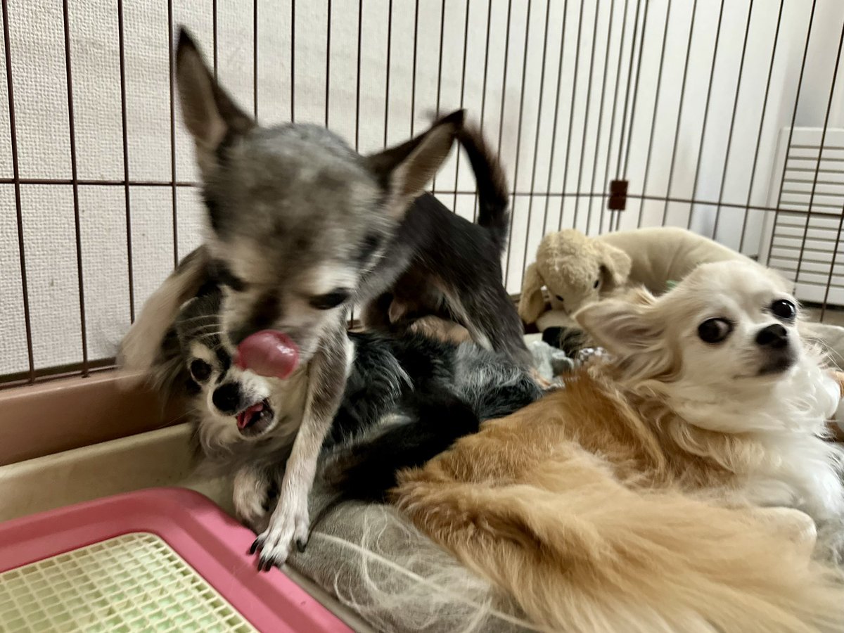 yuzu_chihuahua's tweet image. 姉チワワ2人の小競り合いに巻き込まれる前に逃げる危機管理能力高めの末っ子スムースチワワ