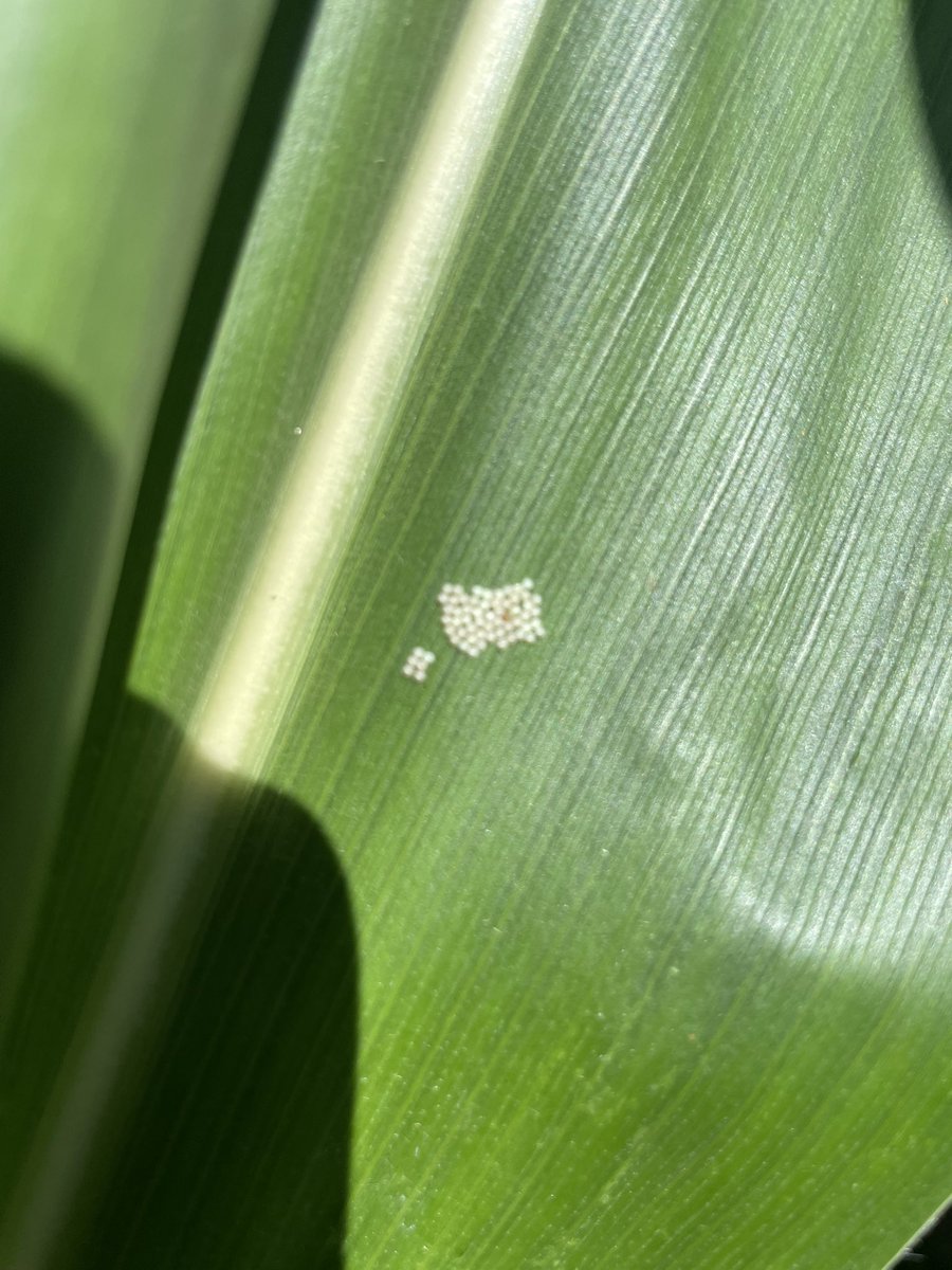 Chase Sauder tweet media