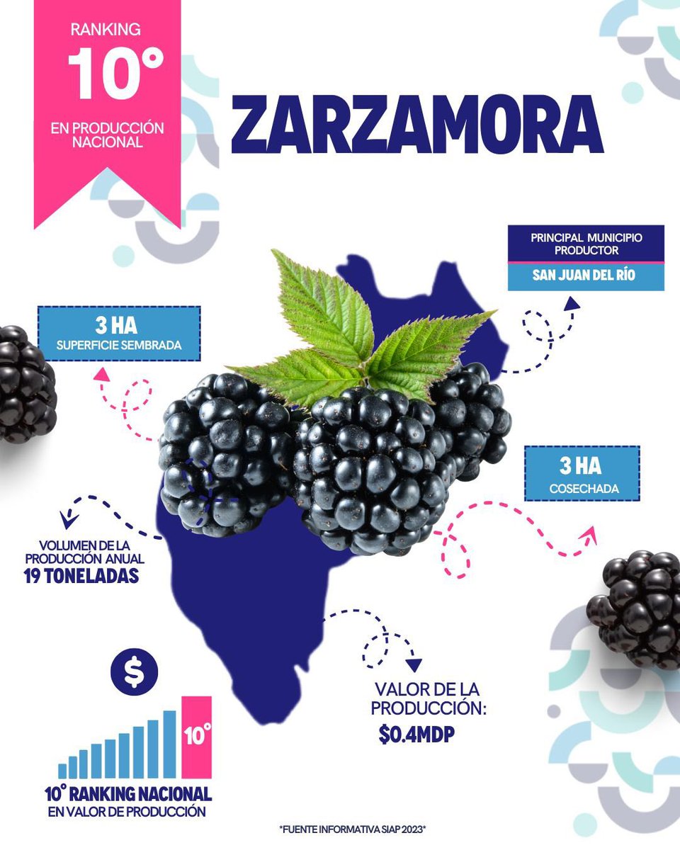 La #zarzamora queretana se coloca en el décimo lugar en producción nacional, siendo San Juan del Río el principal municipio donde se cosecha. 

#ElQuerétaroQueTrabaja es para nosotros una prioridad, por eso les reconocemos y apoyamos su esfuerzo. #CONTIGO todos avanzamos.