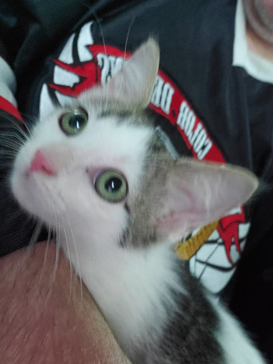 PerplexDamage's tweet photo. I adopted Thor the newest of our family. https://t.co/pJvvcqcwcv