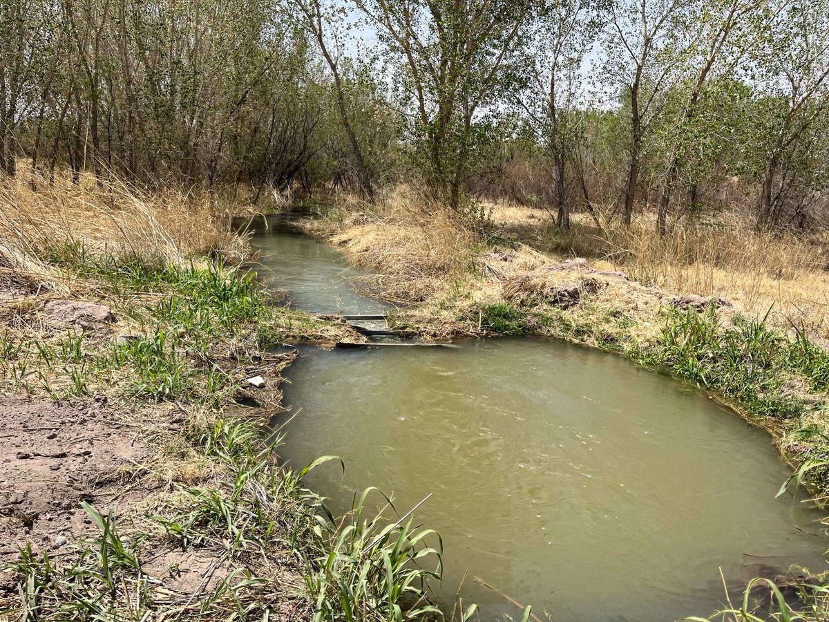 usibwc's tweet image. Last month, the #USIBWC advanced restoration of native vegetation along critical waterways in the #ElPaso #TX & #LasCruces #NM. Restoring native plants reinforces our levees, reduces erosion, and improves water retention, directly strengthening #AmericanInfrastructure. This work…