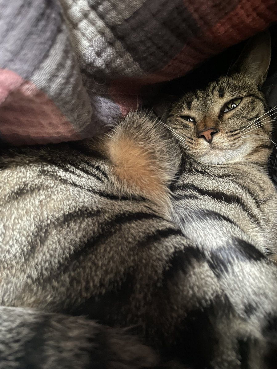 涼しいので久しぶりに布団に入ってきた猫