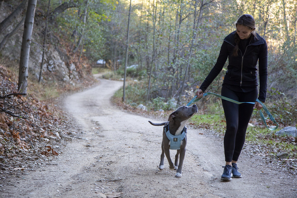Happy weekend, wherever your travels take you! 

📸 Hush Puppy is geared up for a great weekend ahead, from car to road, in Sleepypod’s Clickit Terrain car safety harness and Power Leash. 

#safetravels #pettravel #pets #happyweekend