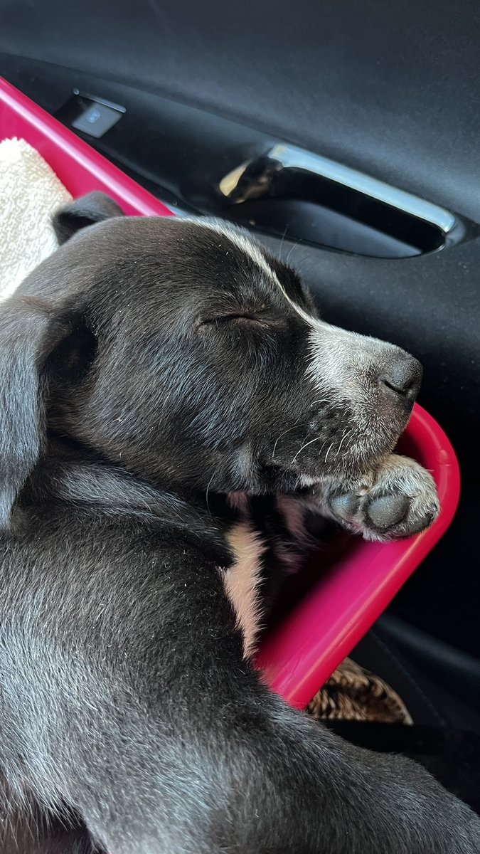 <a href="/lagarzasosa_/">Puchi</a> Adoptamos a Bilbao, ex bebito Marolio hace dos años. La charla fue por chat con las chicas, sólo prometimos darle un hogar y castrarlo. Es todo lo que nos pidieron. Fácil, rápido y con el único fin de que ese cachorro tuviera una familia que lo quisiera y cuidara. Mirá lo que era