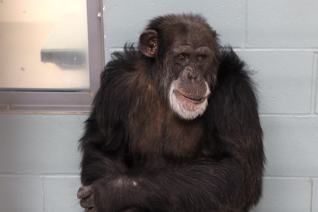 ChimpSanctuary's tweet image. To Be Seen by Gordo -  chimpsnw.org/2025/07/to-be-…